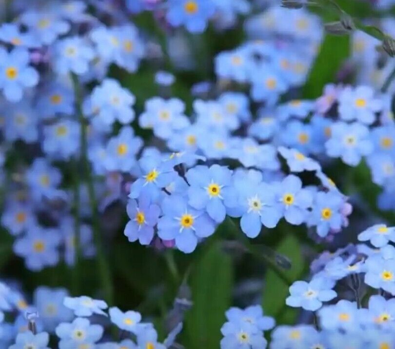 10 Stück Vergissmeinnicht Bodendecker Staude Blumen Pflanzen in Niederkassel