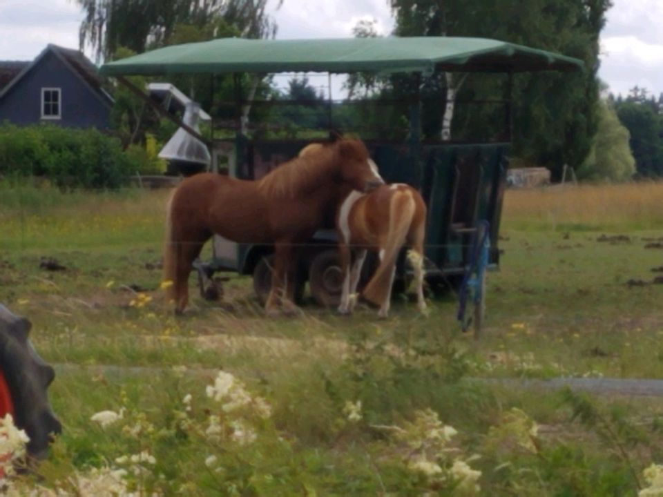 Reitbeteiligungen auf meinen Isländern in Münchhausen