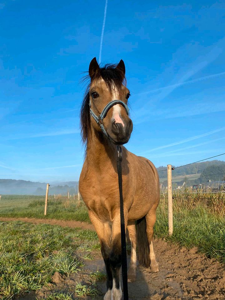 Pflegebeteiligung Welsh A Pony in Melle