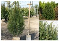 Eibe - Heimische Eibe, Säuleneiben, Media Hillii, Taxus baccata Nordrhein-Westfalen - Willich Vorschau