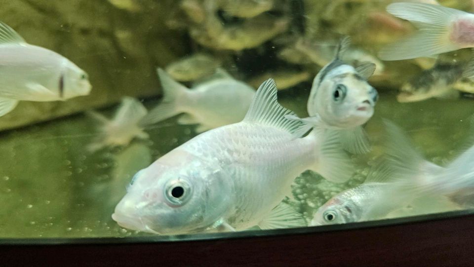 Koi Fische aus eigener Zucht in Duisburg