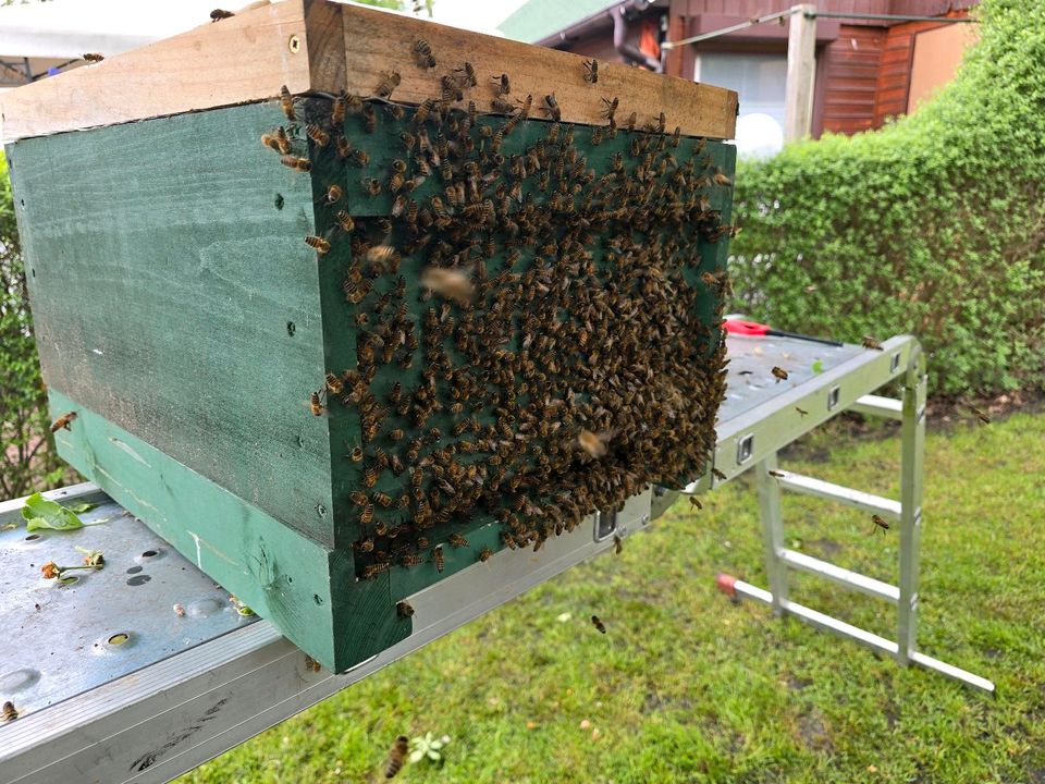 Bienenschwarm fangen, Bienen umsiedeln in Zossen