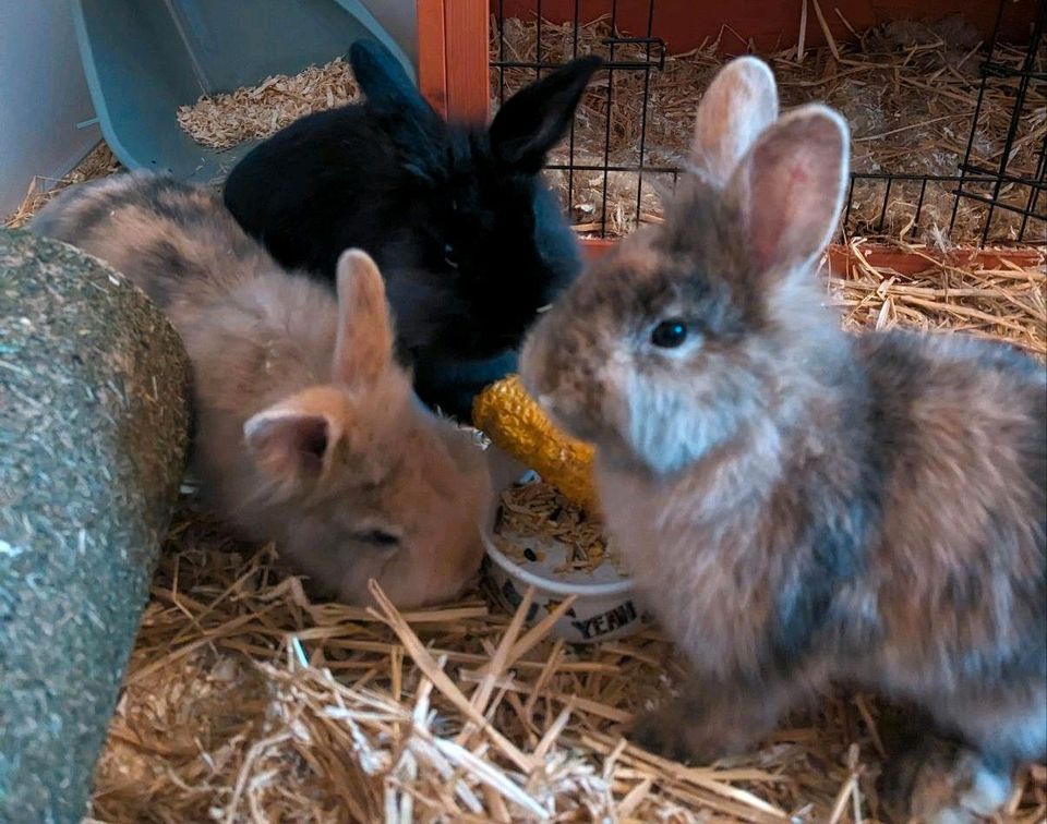 Kaninchen Trio sucht ein großes zuhause in Leipzig