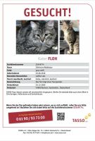 Vermisse meinen Kater ,,Floh ,, Wer hat ihn ???!!!! Finderlohn Bochum - Bochum-Wattenscheid Vorschau