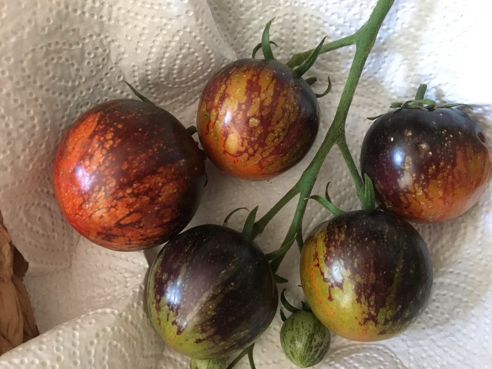 Tomatensamen in München