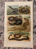 Lithographien TIERE 6/10 Bilder antique Schlangen Spinnen Echsen Essen - Steele Vorschau