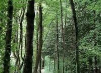Suche Wald / Forstflächen Baden-Württemberg - Brackenheim Vorschau