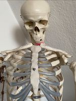 Skelett Anatomie Hamburg-Nord - Hamburg Barmbek Vorschau