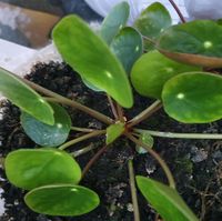 Pilea peperomioides Glückstaler Chinesischer Geldbaum Ufopflanze Hessen - Viernheim Vorschau