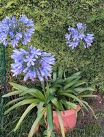 Schmucklilie Agapanthus Blau Rheinland-Pfalz - Bad Bergzabern Vorschau