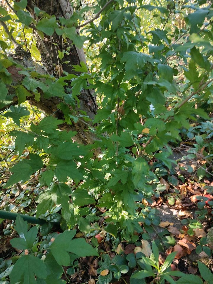 Garten Gartenpflanze Hibiskus ca.120cm in Mönchengladbach