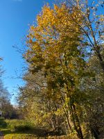 Suche Obstbaum Grundstück / Wiesengrundstück Bayern - Bürgstadt Vorschau