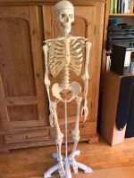3B Scientific Skelettmodell für Anatomie Baden-Württemberg - Heidelberg Vorschau