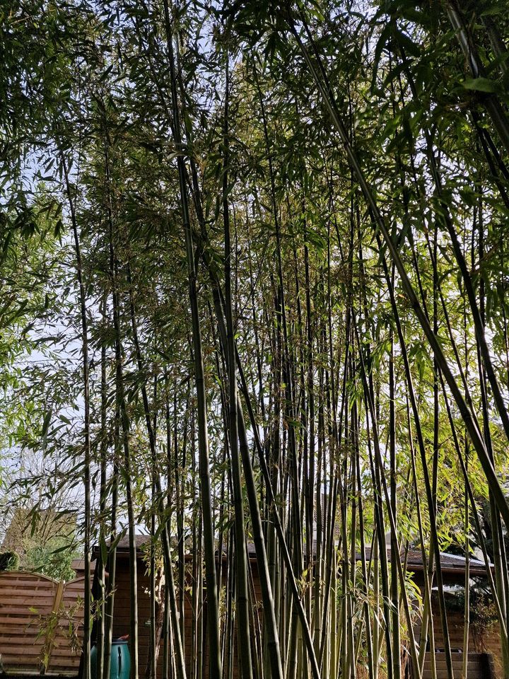 Bambus XXL - Sichtschutz in Bergisch Gladbach