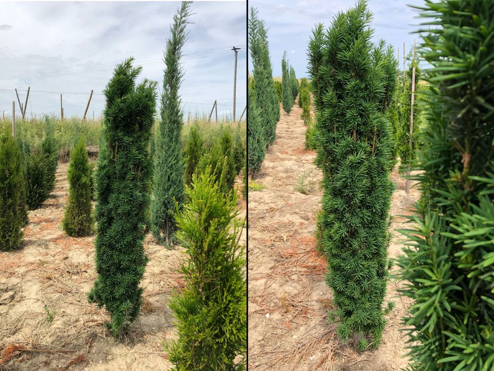 Toskana - Eibe / Taxus Fastigiata Robusta (Mittelmeerzypresse) in Elsendorf