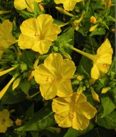 Saatgut - Wunderblume gelb Schleswig-Holstein - Wrist Vorschau