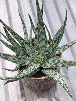 Sukkulente Aloe snow white Hessen - Großkrotzenburg Vorschau