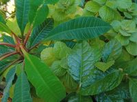 Leuconeura Nespoli Verpiss Dich Pflanze Kalanchoe fedtschenkoi Baden-Württemberg - Heimsheim Vorschau