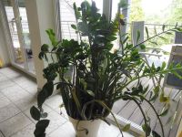 GLÜCKSFEDER Exotenherz Pflanze Palme ZAMIOCULCAS L 140 B 160 c m Bochum - Bochum-Südwest Vorschau