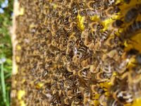 Bienenvölker / Bienenvolk Carnica Bayern - Rammingen Vorschau