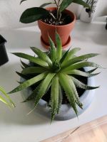 Aloe mit Topf Bayern - Kümmersbruck Vorschau