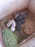 Junge Kaninchen Niedersachsen - Bunde Vorschau