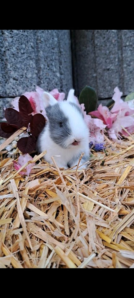 Kaninchen Babys Zwergwidder Löwenkopf Zwergkaninchen in Geldern