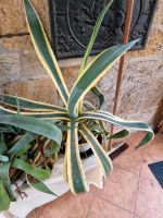 Agave Pflanze Niedersachsen - Wallenhorst Vorschau