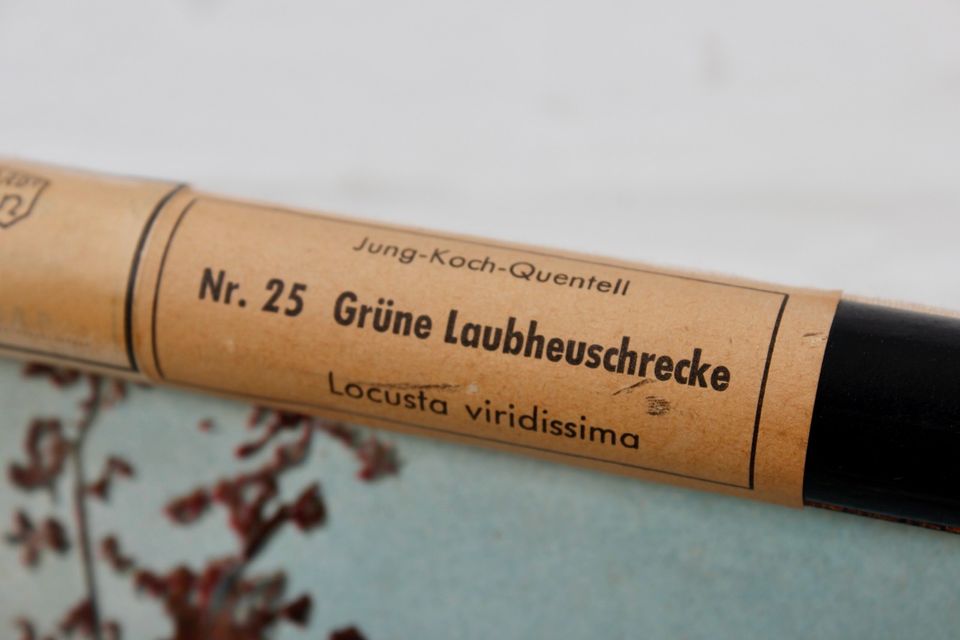 Vintage Laubheuschrecke Leinwand Schulkarte 60er 70er in Uslar
