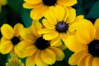 30 Samen Rudbeckia Toto,Kleiner Sonnenhut,Bienenwiese Saarland - Großrosseln Vorschau