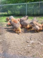 Bielefelder kennhuhn Bielefeld - Brackwede Vorschau