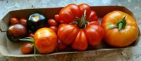 Tomatensamen, Chilisamen aus Bio-Hobby-Anbau, von 2022/23 Bayern - Weidhausen Vorschau