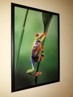 Wandbild „Frosch im Regenwald“ Steele / Kray - Essen Freisenbruch Vorschau