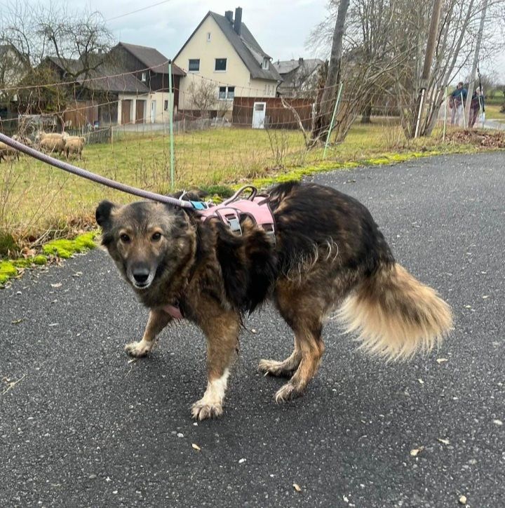 Becky eine ganz liebe ruhige Omihündin in Hahnbach