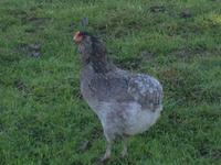 Bruteier vom Olivlegerhuhn Sachsen - Penig Vorschau