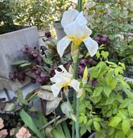 Iris hochwachsend weis Pflanze pflegeleicht mehrjährig Baden-Württemberg - Heidelberg Vorschau