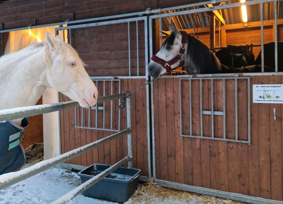 Reitunterricht für Erwachsene Wiedereinsteiger! in Kiel