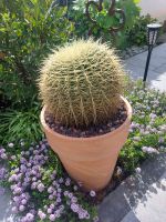 Goldkugelkaktus, Echinocactus grusonii Bonn - Hardtberg Vorschau