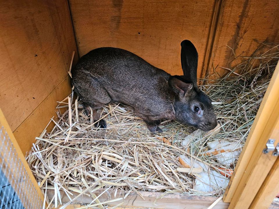 Kaninchen  Kaninchen in Weißenfels