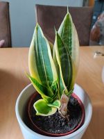 Bogenhanf Sansevieria Ableger Niedersachsen - Meinersen Vorschau