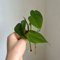 Philodendron - Ableger Baden-Württemberg - Asperg Vorschau