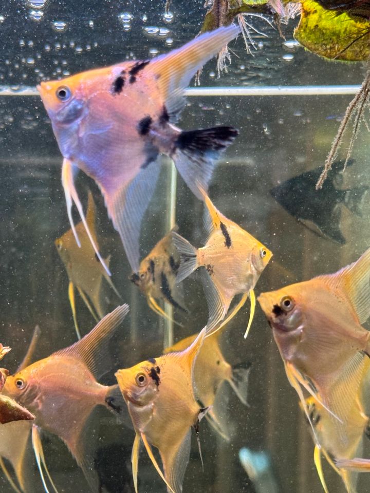 Schöne und große Skalar Jungtiere Aquarium Fische in Stuttgart