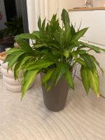 Große Zimmerpflanze/ Einblatt (Spathiphyllum) zu verkaufen! Niedersachsen - Vechelde Vorschau
