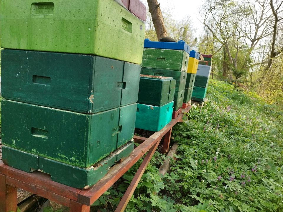 Bienenvölker auf DN in Homberg (Efze)