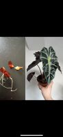 Alocasia Polly Rhizome Rheinland-Pfalz - Kalenborn Vorschau