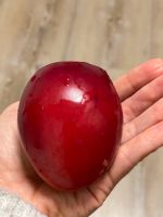 Tamarillo Baumtomate Samen Hessen - Viernheim Vorschau