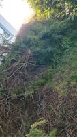 Baumschnitt Busch Hecke Holz Äste Teichpflanzen Efeu usw Nordrhein-Westfalen - Lübbecke  Vorschau