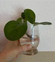 Peperomia Sukkulente - Peperomia obtusifolia Ableger Pflanze Baden-Württemberg - Stockach Vorschau