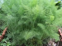 Fenchel Gewürzfenchel 'Foeniculum vulgare' würzige Kräuter Staude Sachsen-Anhalt - Beetzendorf Vorschau