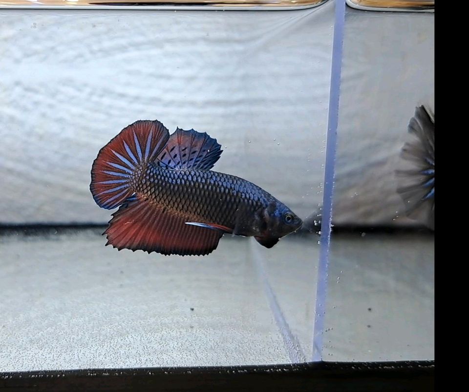 Betta Splendens Plakat/ Plakat Kampffisch in Tittling